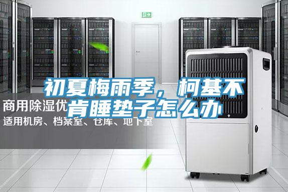 初夏梅雨季，柯基不肯睡墊子怎么辦