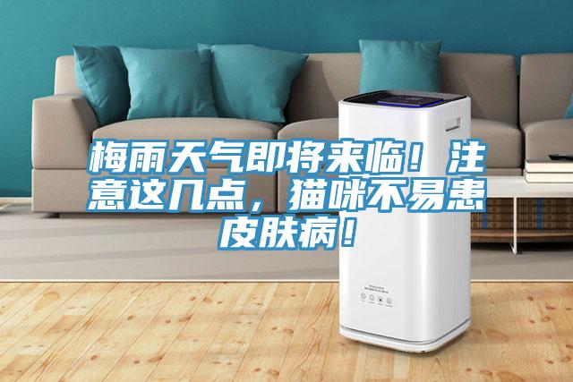 梅雨天氣即將來臨！注意這幾點，貓咪不易患皮膚??！