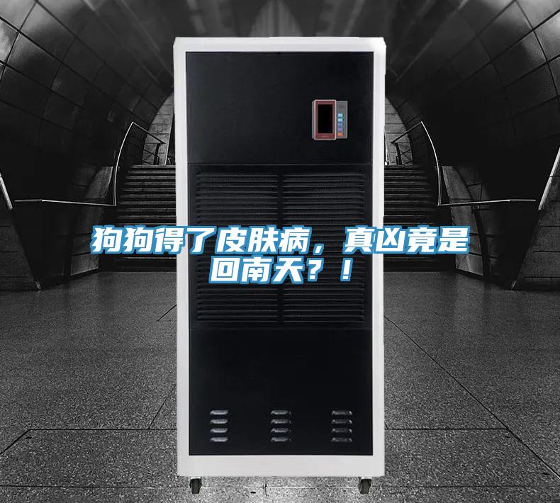 狗狗得了皮膚病，真兇竟是回南天？！