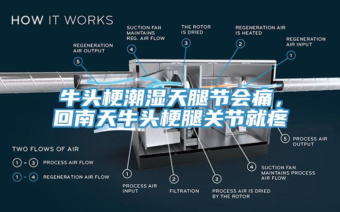 牛頭梗潮濕天腿節(jié)會(huì)痛，回南天牛頭梗腿關(guān)節(jié)就疼