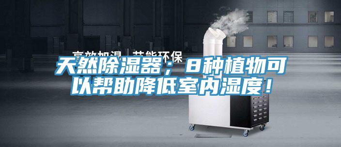 天然除濕器；8種植物可以幫助降低室內(nèi)濕度！